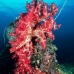 coral_soft_ni_v_0705_png1624.jpg
